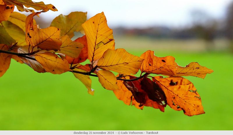 Autumn colours / Herfstkleuren