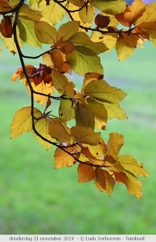 Autumn colours / Herfstkleuren