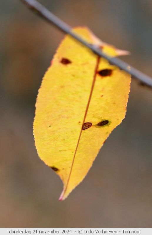 Autumn colours / Herfstkleuren