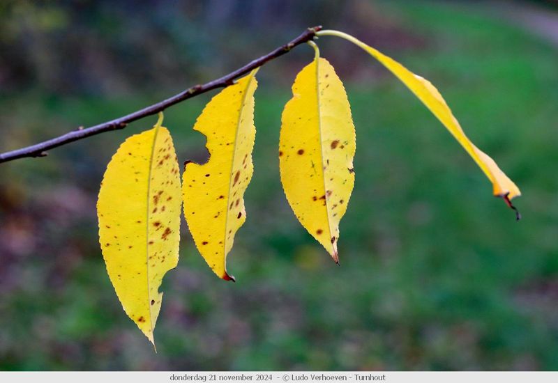 Autumn colours / Herfstkleuren