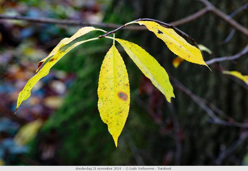 Autumn colours / Herfstkleuren