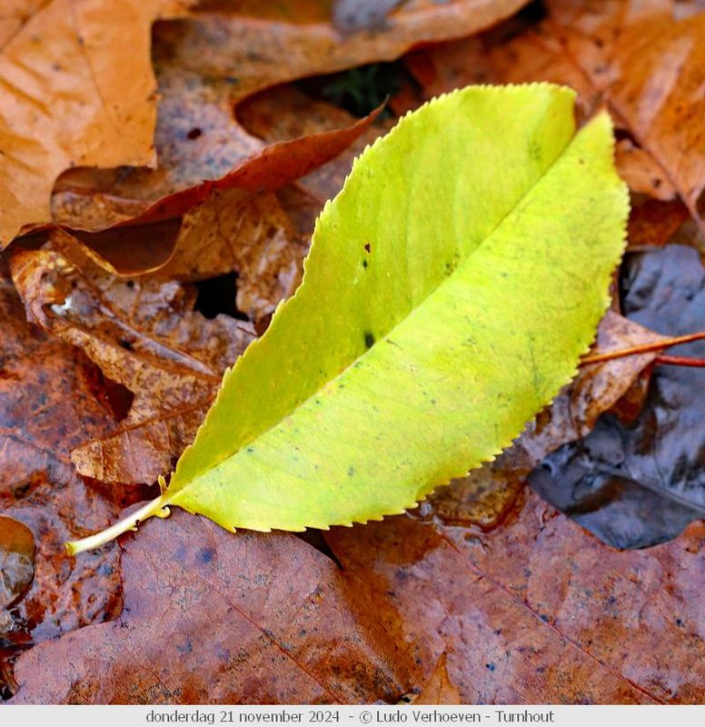 Autumn colours / Herfstkleuren