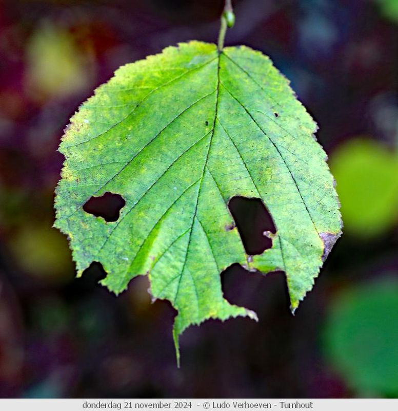 Autumn colours / Herfstkleuren