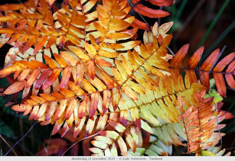 Autumn colours / Herfstkleuren