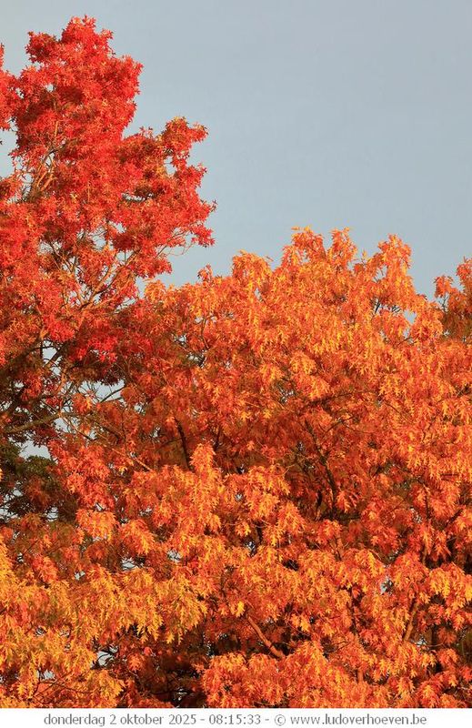 Herfst - Autumn - Herbst - Automne 