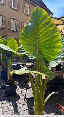 g13/83/3783/3/173760536.a702bfce.JPEG