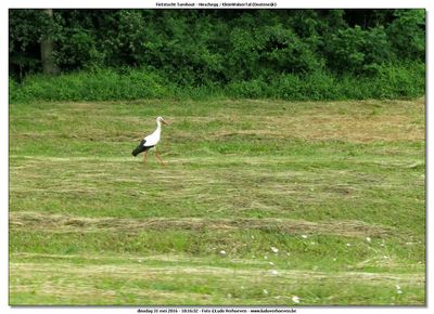 KWT-FT_2016-05-31_107.jpg