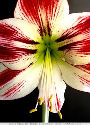 Amaryllis - Time-lapse video on YouTube: click the link below