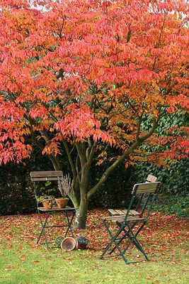 Herfst - Autumn - Herbst - Automne 