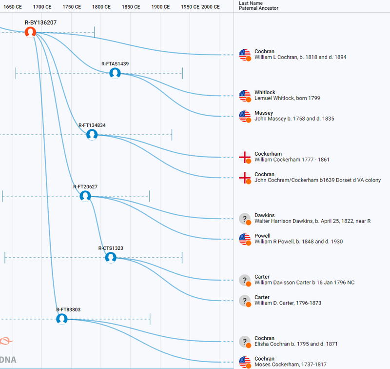 Cockerham BigY Group Time Tree