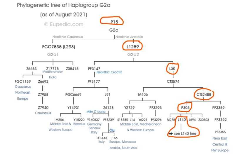 Stancil BigY Hap G2a G-P15 Tree