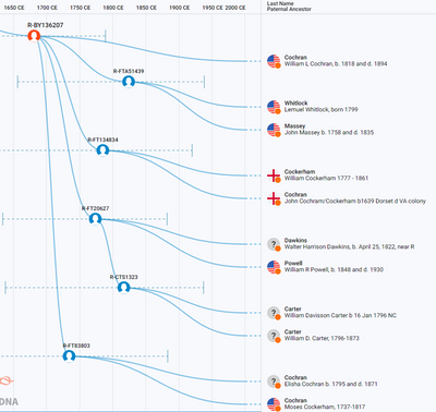 Cockerham BigY Group Time Tree