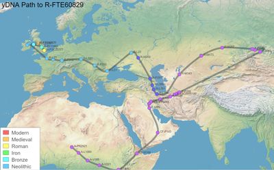 Haplogroup SNP Lineage Map