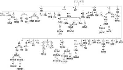 mtDNA Hap H Tree