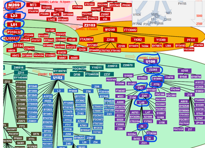 Ballard Butler M269 to Z30 BigY SNP Tree