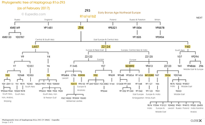 BigY SNP Tree R-Z93