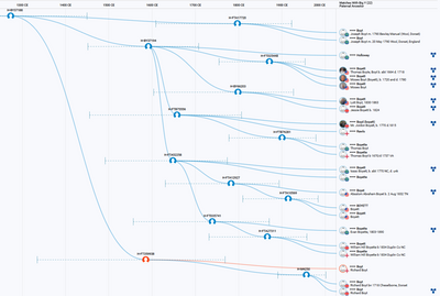 BigY Match Time Tree