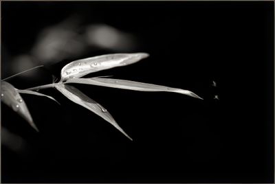black and white impressions