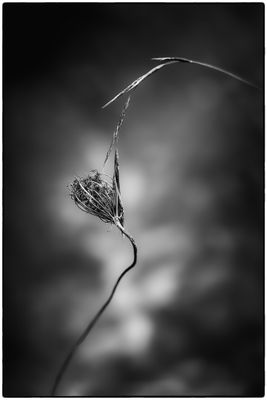 black and white impressions
