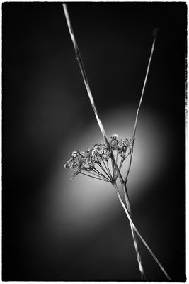 black and white impressions