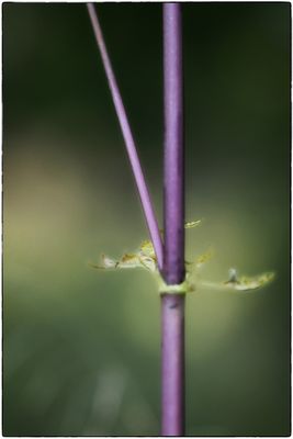 colour impressions