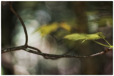 colour impressions