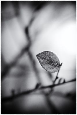 black and white impressions