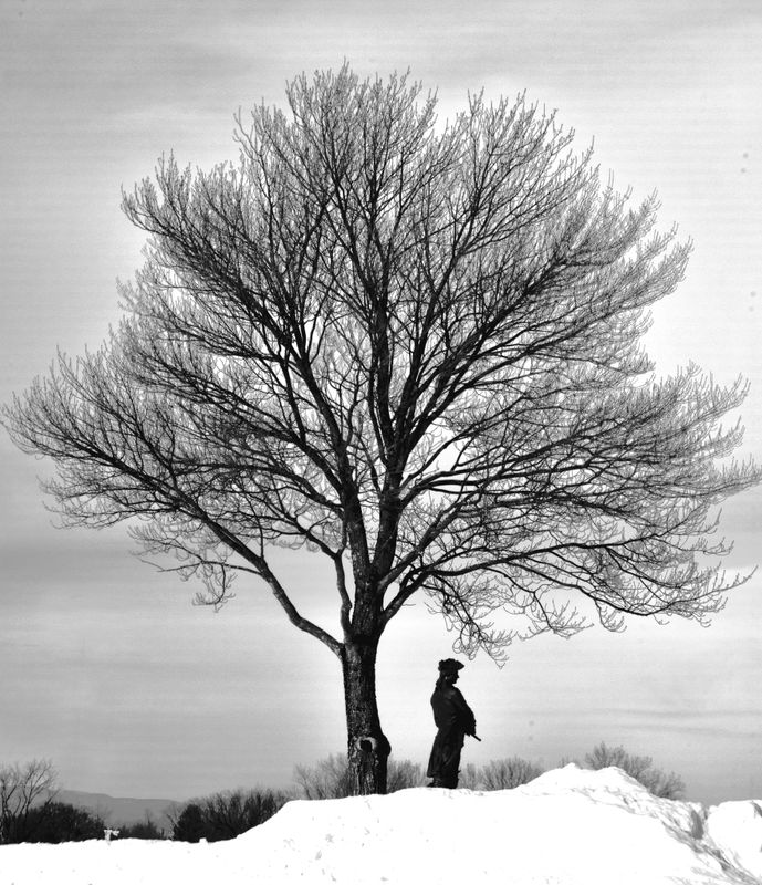 le chevalier sous son arbre