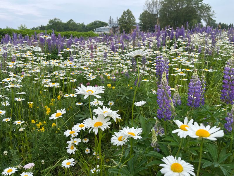 Sur le sentier des domaines de Sillery 