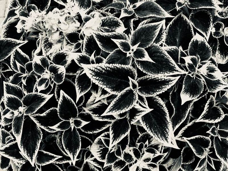 Coleus