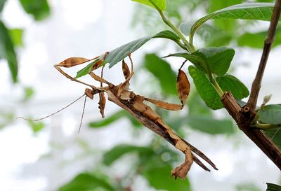 L'INSECTARIUM de MONTRÉAL