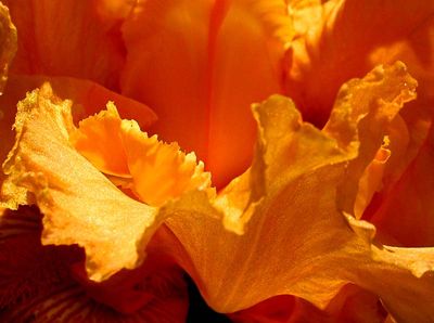 LE JARDIN DES IRIS, CHTEAU DE VULLIERENS