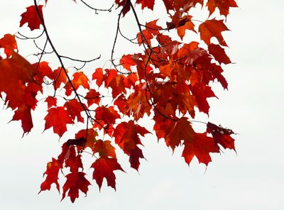 g13/83/550183/3/174045723.4f280a2a.JPEG