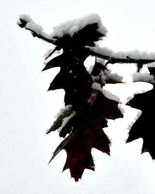 g13/83/550183/3/174244025.1c37ce1e.JPEG