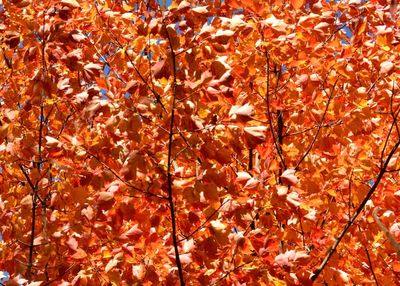 COULEURS D'AUTOMNE