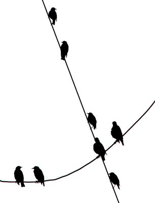 Birds, Hitchcock was here
