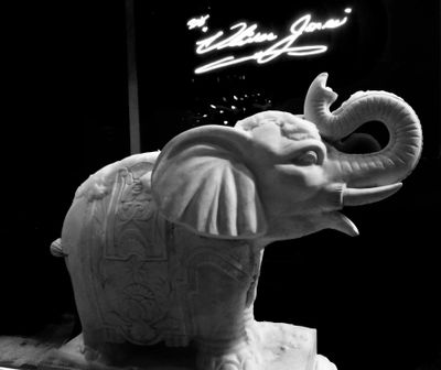 Llphant blanc de Laval