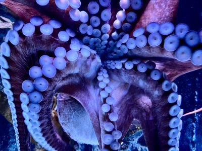 AQUARIUM DE QUÉBEC