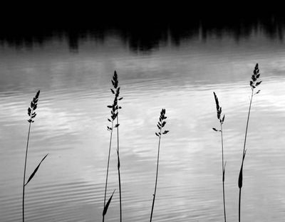 NOIR ET BLANC