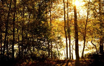 COULEURS D'AUTOMNE