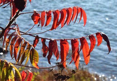 COULEURS D'AUTOMNE