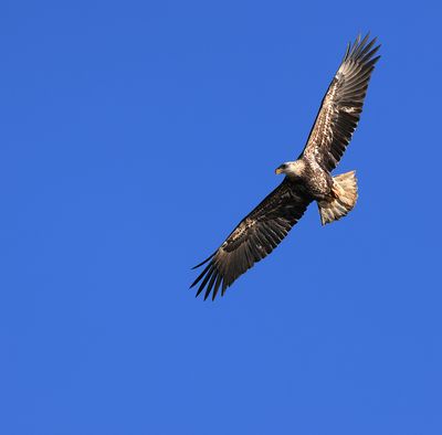 Juvenile Bald Eagle
