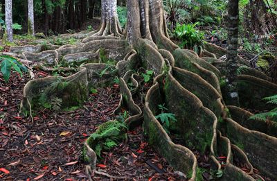 Kona Cloud Forest Sanctuary