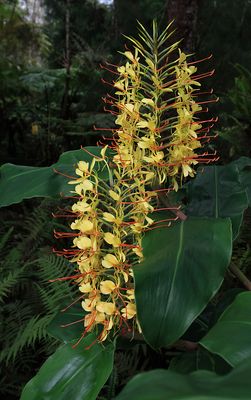 Kona Cloud Forest Sanctuary