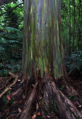 Kona Cloud Forest Sanctuary