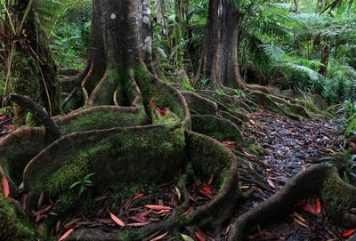 Kona Cloud Forest Sanctuary