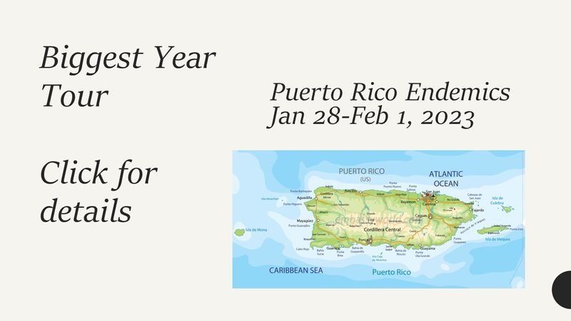 Puerto Rico Endemics Tour, Led by Julio Salgado and Nick Komar