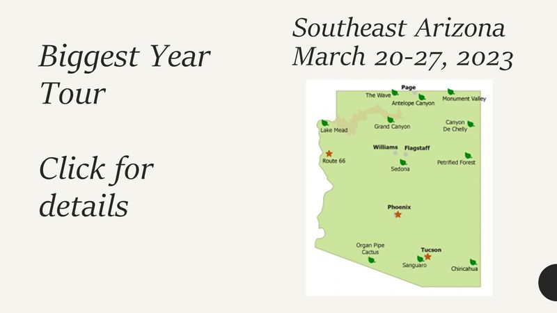 Southeast Arizona Birding Tour 