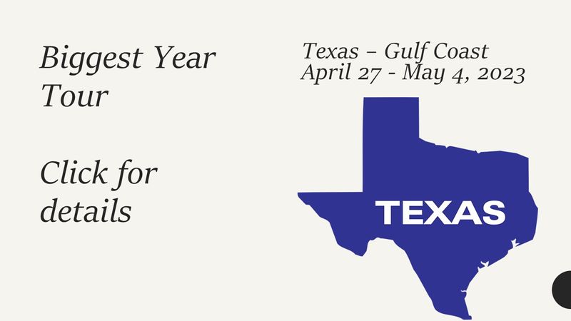 Texas Gulf Coast Birding Tour