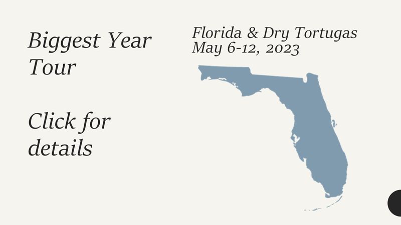 Florida Birding Tour